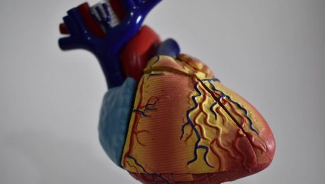 Herzmodell-Symbol-für-Herzreplikat